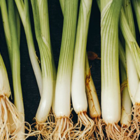 Green Onions