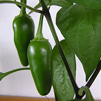 Jalapenos